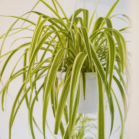 Apartman Melusina Roof Terrace Center *